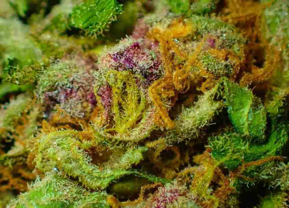 Personalize your strain